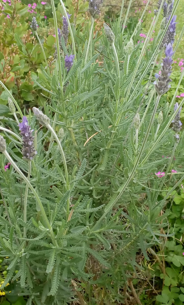 Lavandula(Espliego)